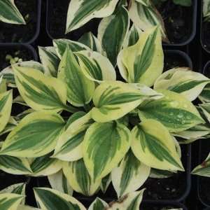  Hosta Cameo Patio, Lawn & Garden