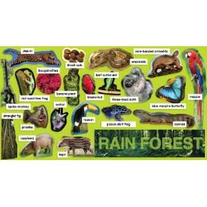  Rainforest Plants & Animals Mini Bulletin Board Teachers 