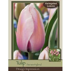  Honeyman Farms Tulip Darwin Hybrid Design Impression Pack 