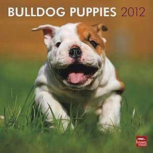 2012 Bulldog Puppies Calendar