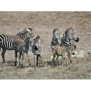  Zebras on the Hearst Castle Property, California Stretched 