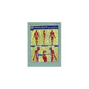  Muscular System, Laminated Guide
