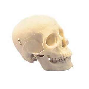 First Class Human Skull 320C  Industrial & Scientific