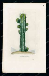 Botanique Plante Fleur Cactus Euphorbe Gravure 19e  