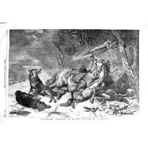  1854 Traveller Attacked Wolves Horse Man Gun Ansdell