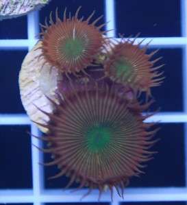 Coral MWS Live Coral Ultra Zoanthids  