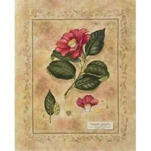  Tara Bloomquist Camelia Japonica 16x20 Poster Print