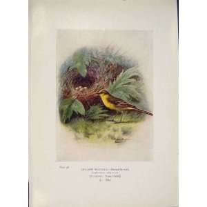  Yellow Wagtail Bird Egg Colour Antique Old Print C1910 