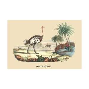  Autruche (Ostrich) 24x36 Giclee