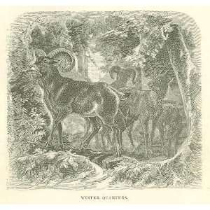  1881 Mountain Sheep of United States illustrated 