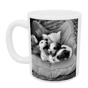  Cute terrier puppies   Mug   Standard Size Kitchen 