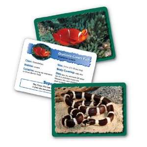  Animal Classifying Cards Combo Pk Classifying Cards