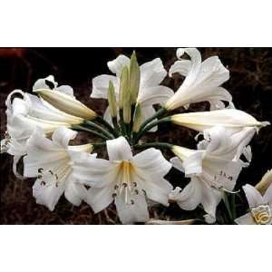  AMARYLLIS BELLADONNA ALBA Patio, Lawn & Garden