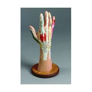  Deluxe Desktop Reference Hand Therapy Model Health 