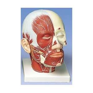    Head and Neck Musculature with Nerves