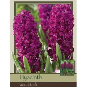  Hyacinth Woodstock Patio, Lawn & Garden