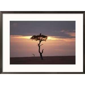 com A secretary bird sits on a tree silhouetted at twilight Botanical 