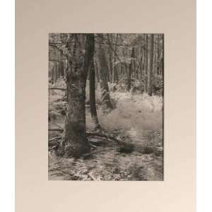  Forest Scene   Photography   Lud Schomig   16x19
