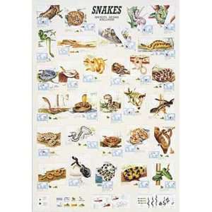  Safaris Laminated Snakes Poster