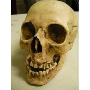  Realistic Resin Human Skull Replica Prop 