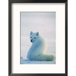  A Well Camouflaged Arctic Fox Sits in the Snow Framed 