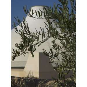  Close up of the Shrine of the Book, with Olive Tree Branches 