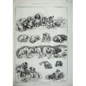  1887 Kennel Club Dog Show Crystal Palace Pets Animals 