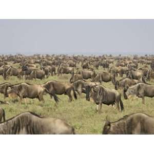  Herd of Blue Wildebeest, Serengeti National Park, Tanzania 