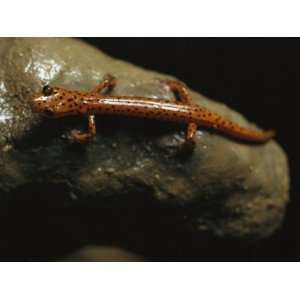  Cave Salamander Sits in Cagle Chasm Complex, a Cave in 