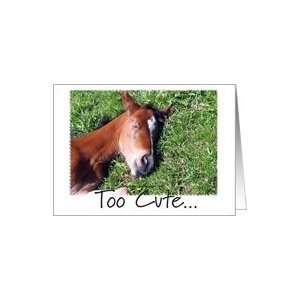 Too Cute Foal All Occasion Card