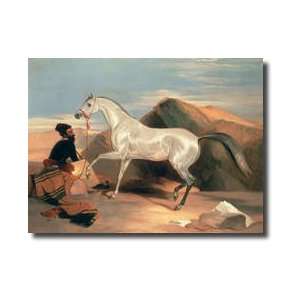  Arab Stallion Giclee Print