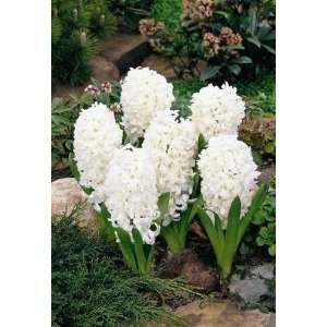 8 Large White LInnocence Hyacinth Flower Bulbs 15/16cm 