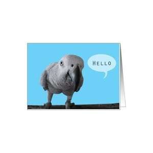  African grey parrot says Hello Card Health & Personal 