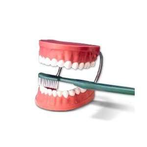  Giant Tooth Brushing Model Dental Hygiene