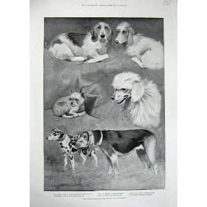 1894 Kennel Club Dog Show Crystal Palace Pets Animals 