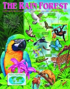 RAIN FOREST Chart Poster Teacher Animal Habitats BIOMES  