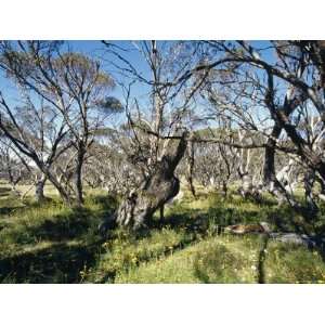 Meadow and Stand of Snow Gum Eucalypt Trees, Alpine Nationals Park 