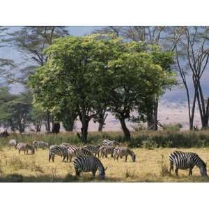  Common Zebra Browse on Grass in Lerai Forest on Crater 