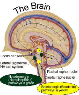 Pictured above Cross section of the Brain and the Pathways 