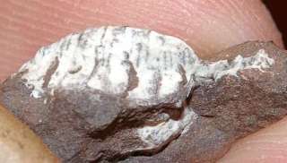   Upper Silesia, Carboniferous, WestphalianA. Dimension nodule 17mm