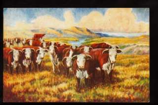 1947 signed larsen hereford cattle western art postcard  