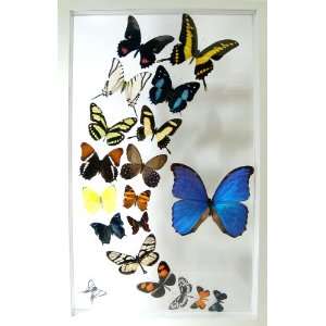  Framed Butterfly Set with Real Mounted Butterflies and 