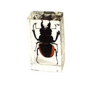 Real Insect Paperweight Stag Beetle (Medium)