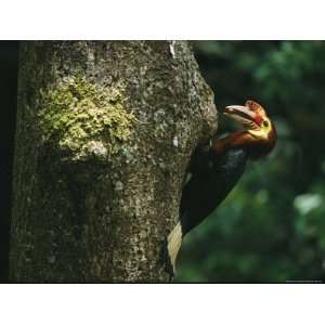  A Male Waldens Hornbill Delivers Food to its Nest 