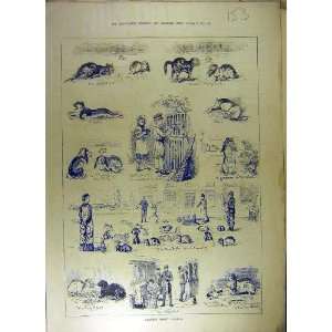  1880 Sketches Amatuer Rabbit Farming Exercise Old Print 