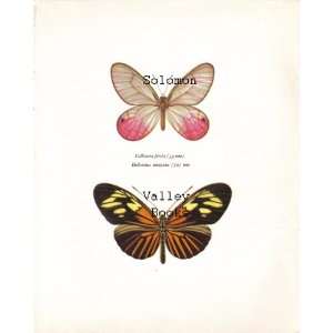  Callitaera Pireta & Heliconius a Butterfly Colour 