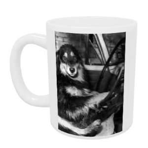  Collie dog behind the wheel of a car   Mug   Standard Size 