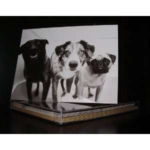  Talk to the Paw Greeting Cards   Priceless Everything 