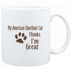    MY American Shorthair THINKS IM GREAT  Cats
