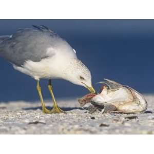  Ring Billed Gull, Larus Delawarensis, Eating a Fish Head 